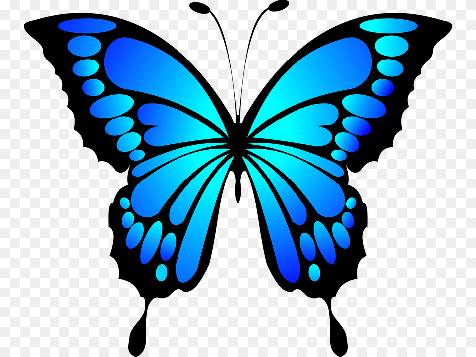 Image, Animal, Butterfly, Insect, Invertebrate Png