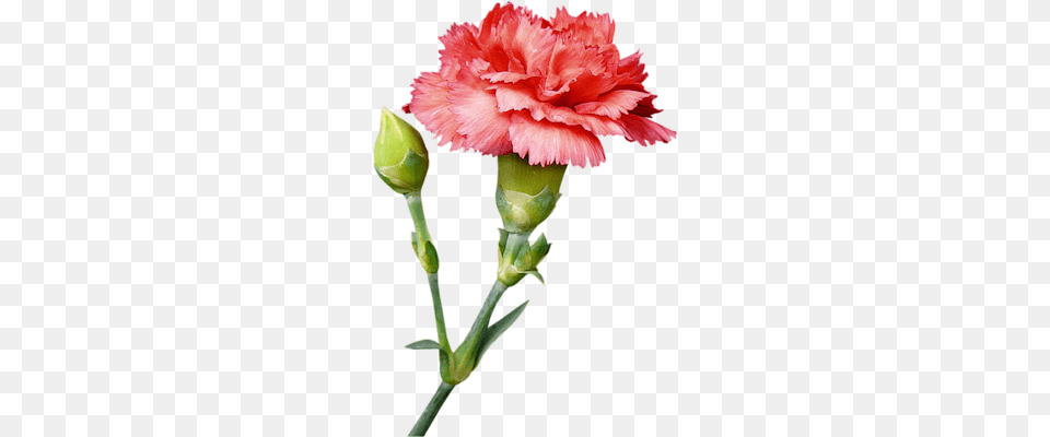 Image, Carnation, Flower, Plant Free Png