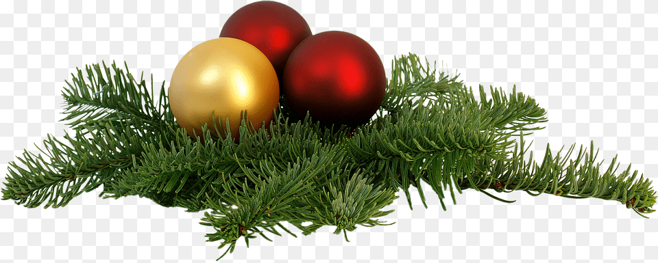 Image, Tree, Plant, Conifer, Fir Png