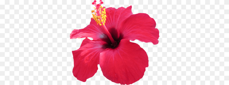 Image, Flower, Hibiscus, Plant, Pollen Free Png