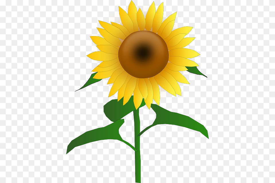 Image, Flower, Plant, Sunflower Free Transparent Png