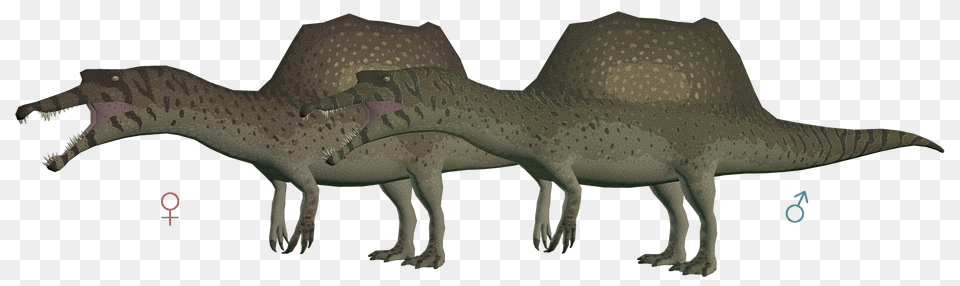 Image, Animal, Dinosaur, Reptile, T-rex Png