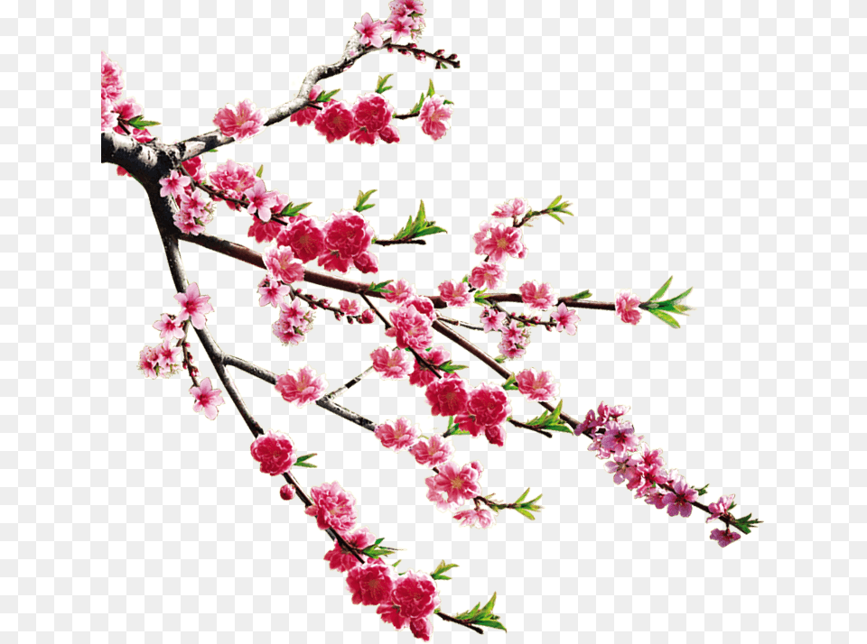 Flower, Plant, Cherry Blossom Png Image