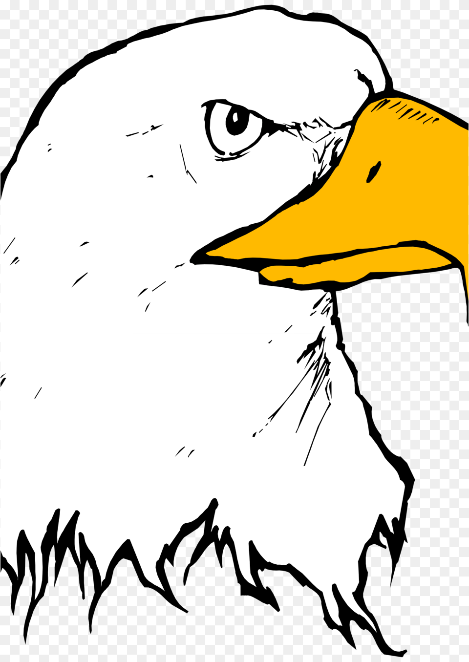 Image, Animal, Beak, Bird, Eagle Png