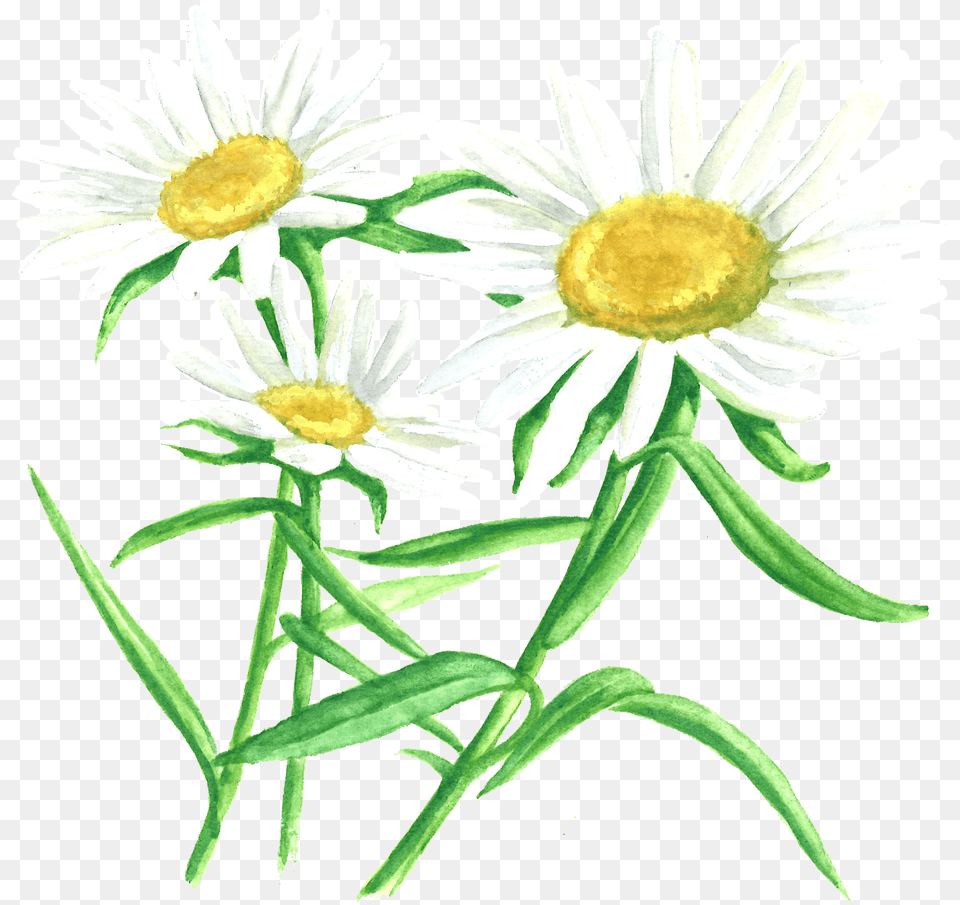 Image, Daisy, Flower, Plant Free Png Download