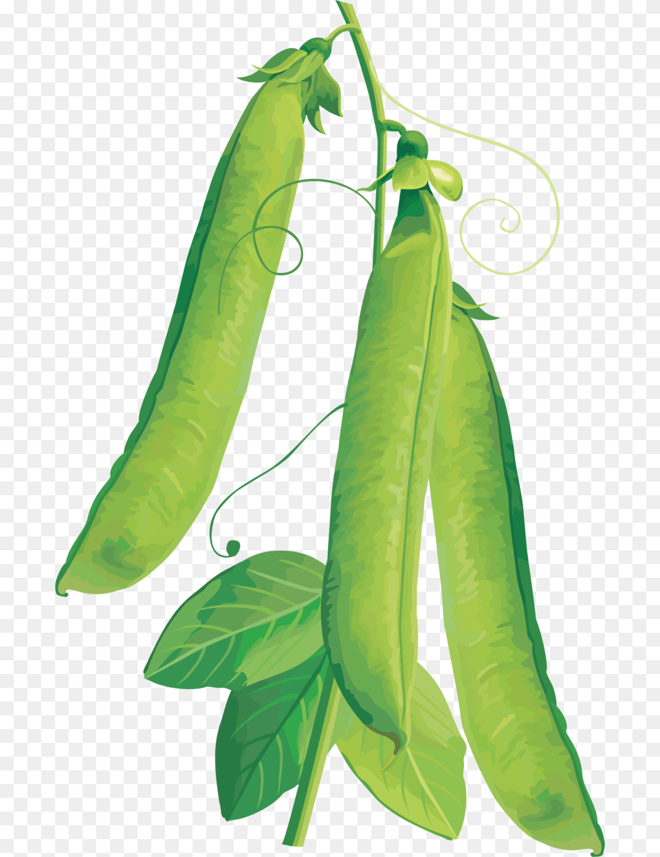 Image, Food, Pea, Plant, Produce Free Transparent Png