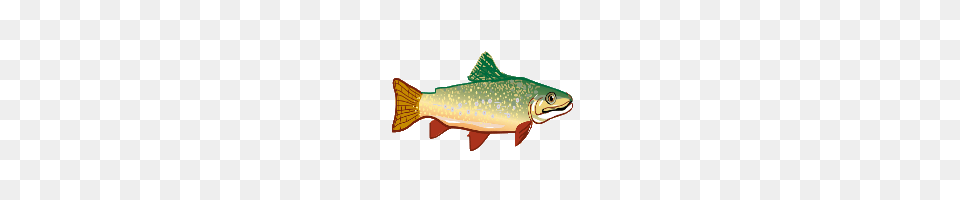 Image, Animal, Fish, Sea Life, Trout Png