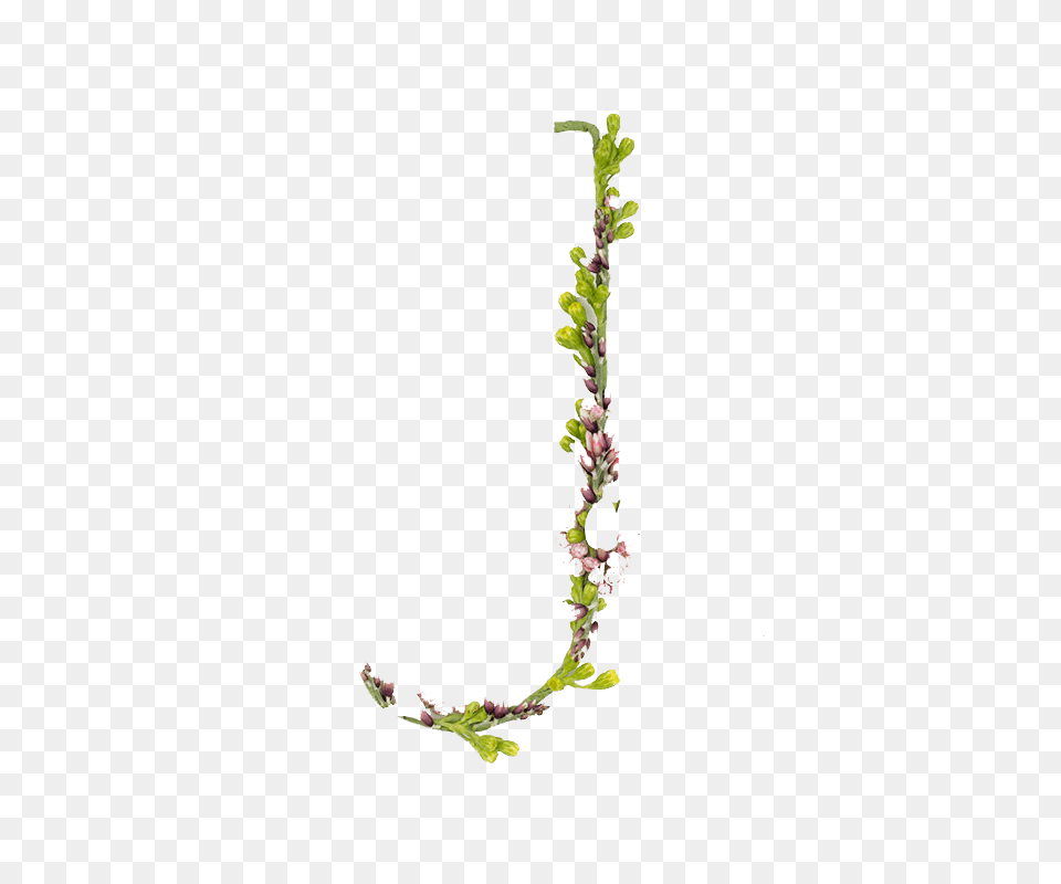 Image, Flower, Flower Arrangement, Grass, Plant Free Png Download