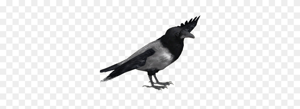 Image, Animal, Bird, Crow, Blackbird Free Png Download