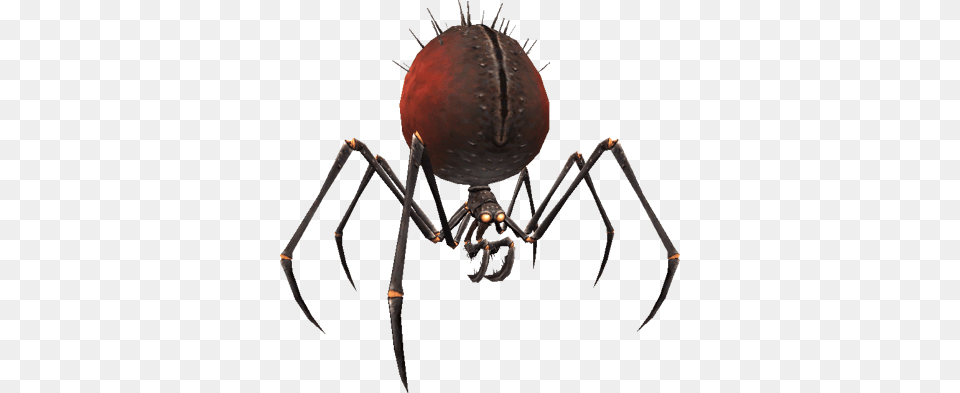 Image, Animal, Invertebrate, Spider, Festival Free Png