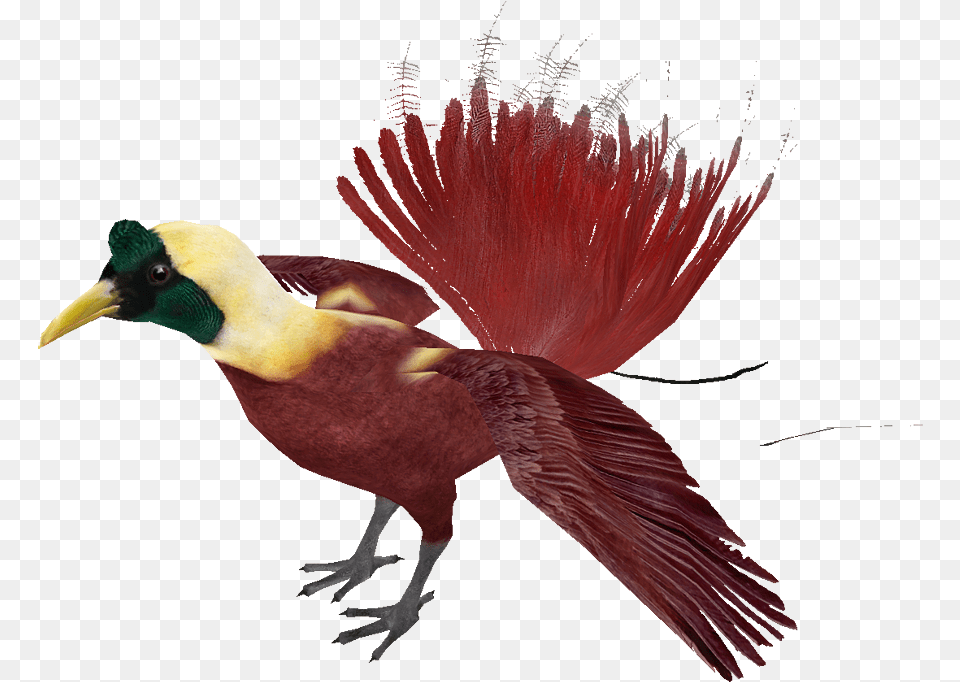 Image, Animal, Beak, Bird, Finch Free Png Download