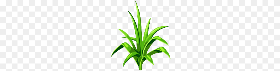 Image, Leaf, Plant, Aloe Png