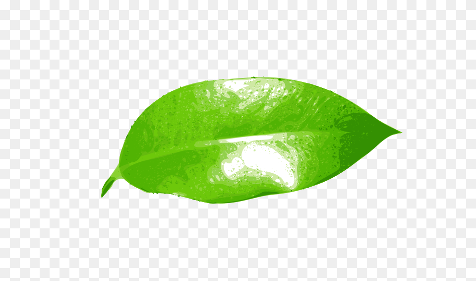 Image, Leaf, Plant, Flower Free Png Download