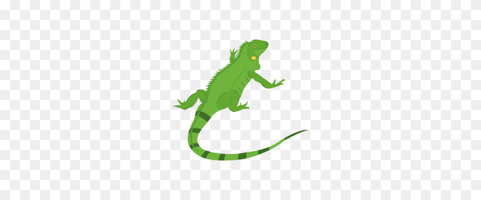 Image, Animal, Iguana, Lizard, Reptile Free Png Download