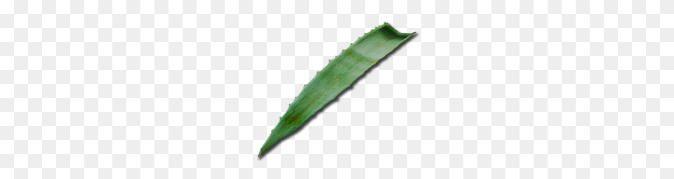 Image, Aloe, Plant, Blade, Dagger Free Png Download
