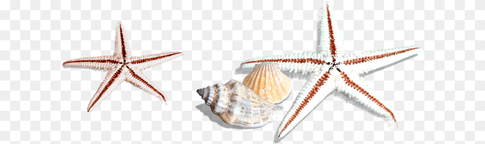 Image, Animal, Sea Life, Invertebrate, Seashell Free Transparent Png