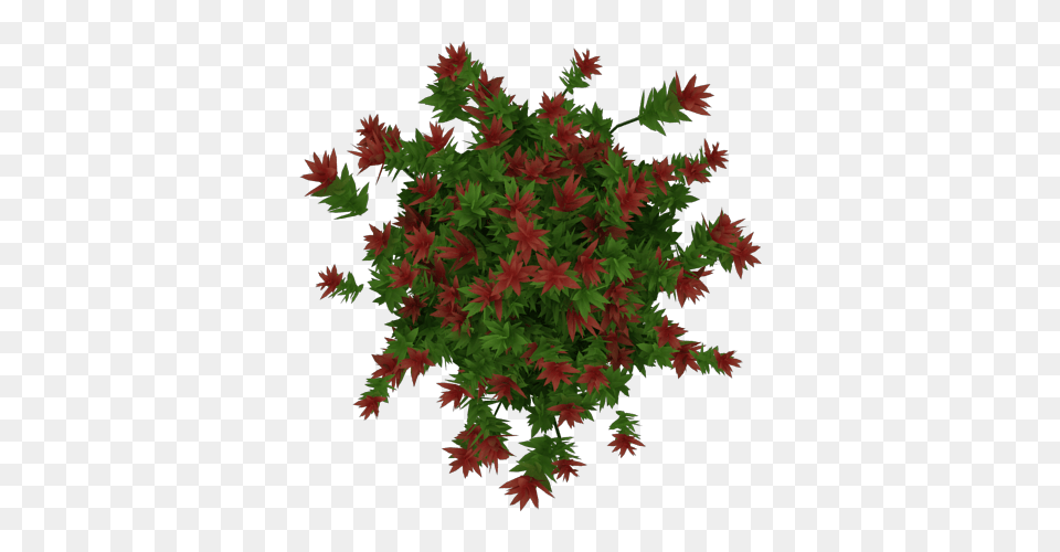 Image, Leaf, Pattern, Plant, Tree Free Png