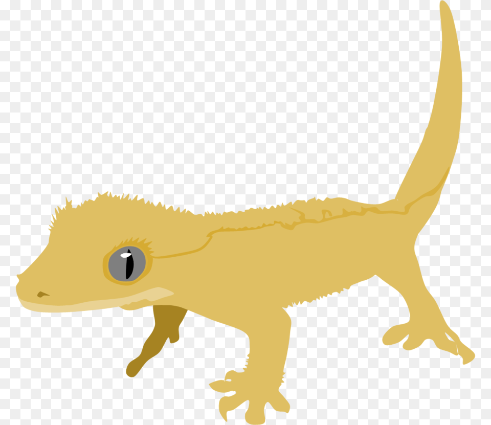 Image, Animal, Gecko, Lizard, Reptile Free Png