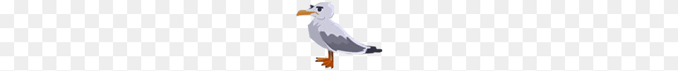 Animal, Beak, Bird, Seagull Png Image