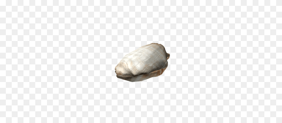 Image, Animal, Clam, Food, Invertebrate Free Png