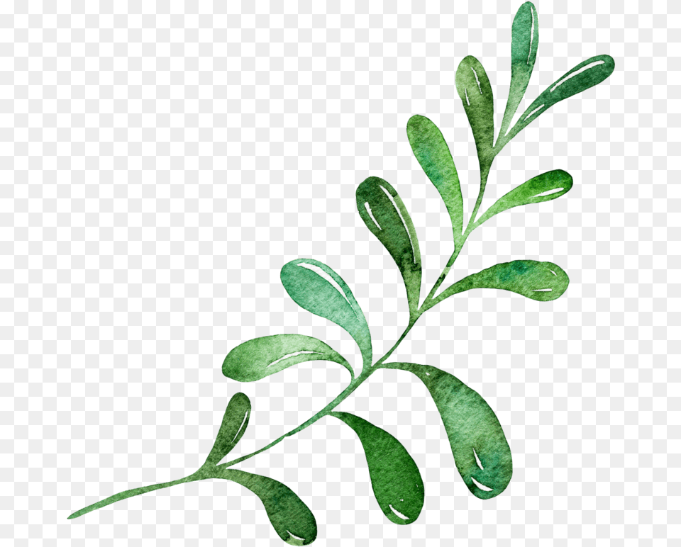 Image, Green, Herbal, Herbs, Leaf Free Transparent Png