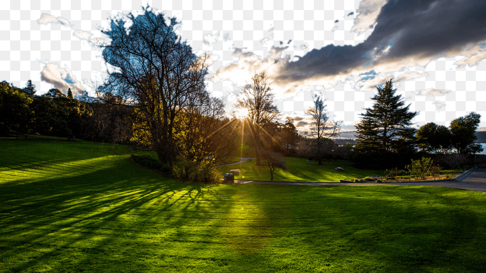 Image, Tree, Sunlight, Grass, Plant Free Transparent Png