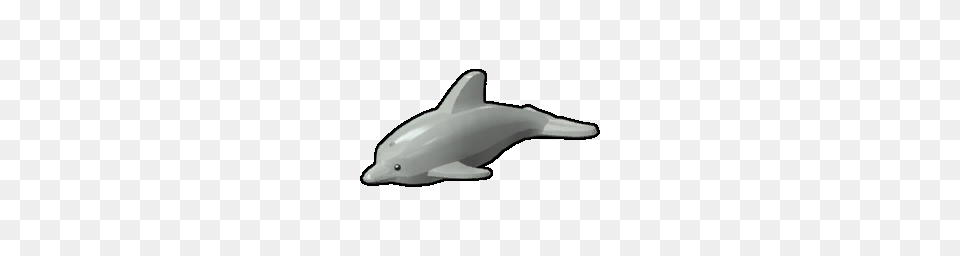 Animal, Dolphin, Mammal, Sea Life Png Image