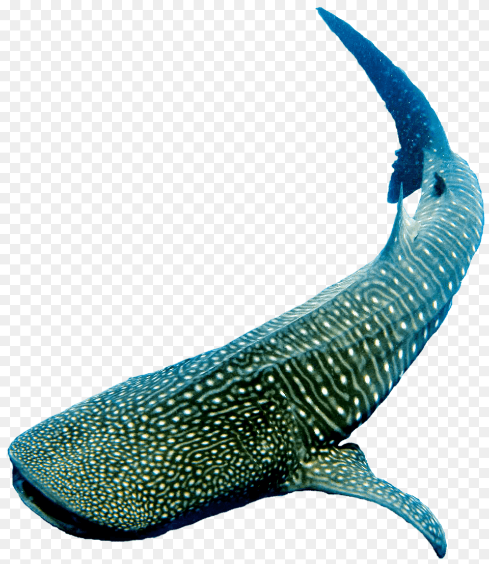 Image, Animal, Mammal, Sea Life, Whale Free Png Download