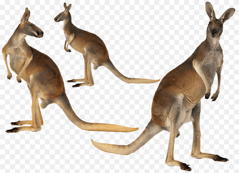 Image, Animal, Mammal, Kangaroo Free Png Download