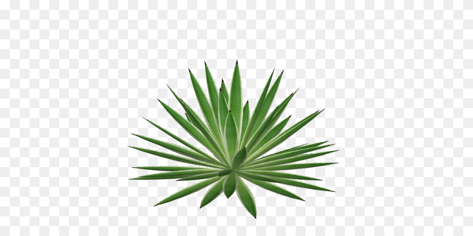 Image, Plant, Agavaceae, Aloe Png