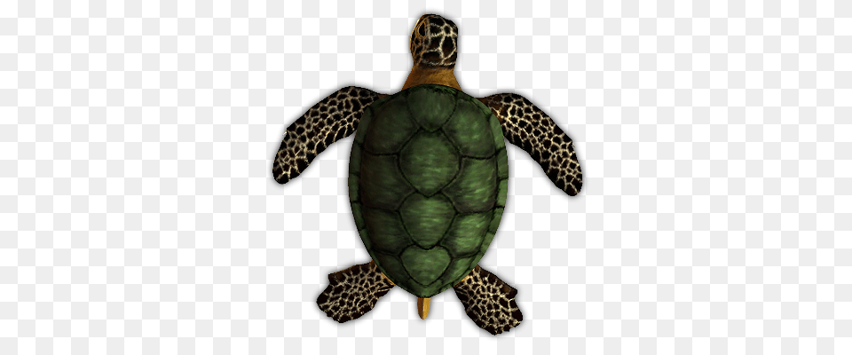 Image, Animal, Reptile, Sea Life, Turtle Png