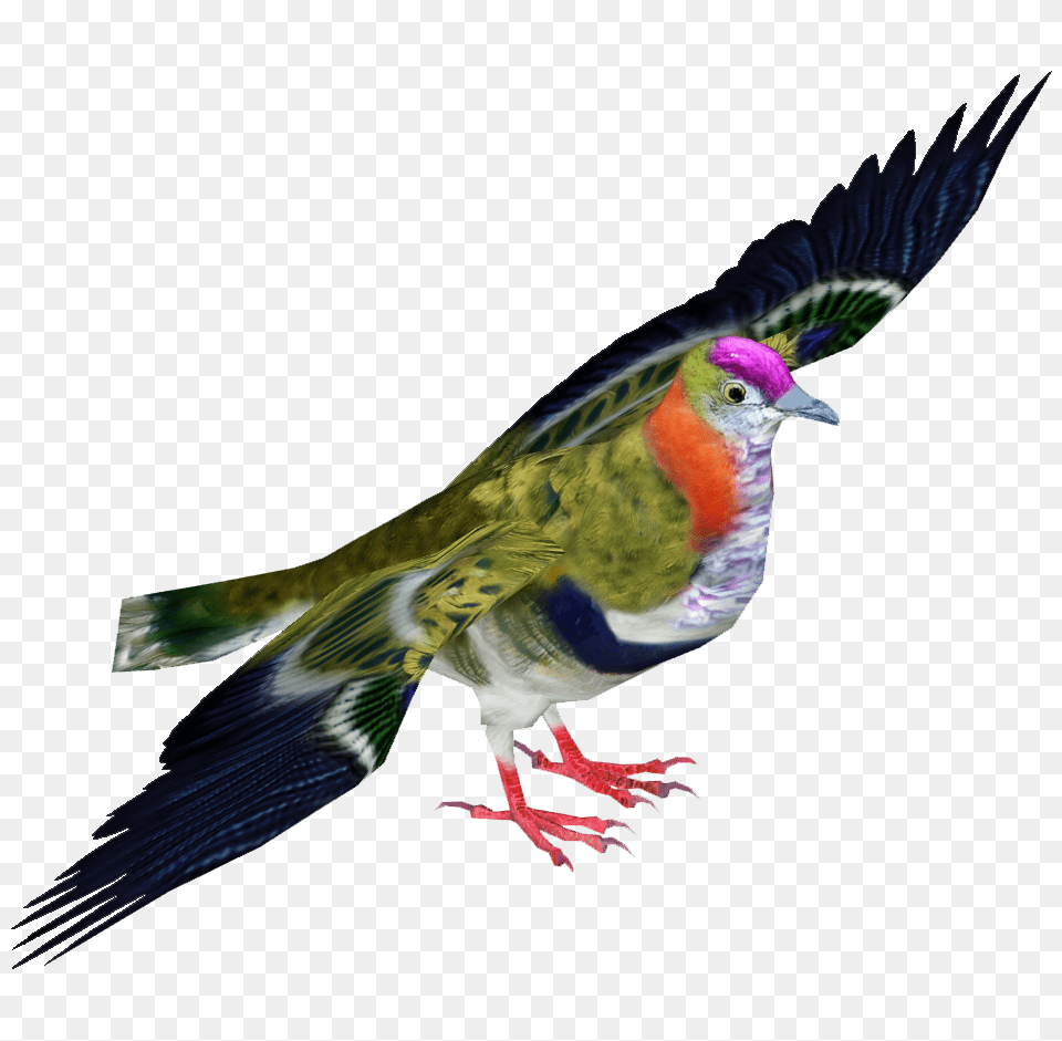 Image, Animal, Bird, Finch, Pigeon Free Png