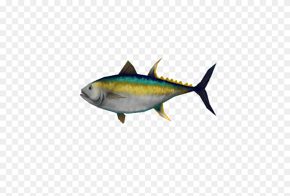 Image, Animal, Bonito, Fish, Sea Life Free Png