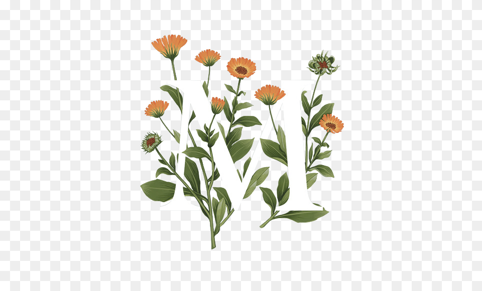 Herbs, Plant, Herbal, Pattern Png Image
