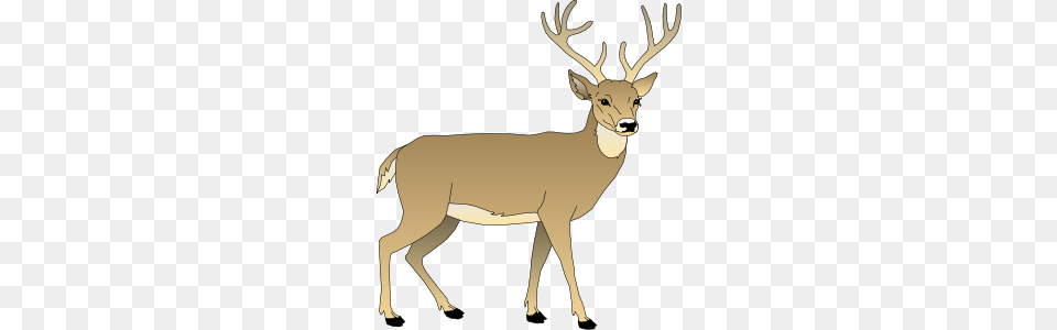 Animal, Deer, Mammal, Wildlife Png Image
