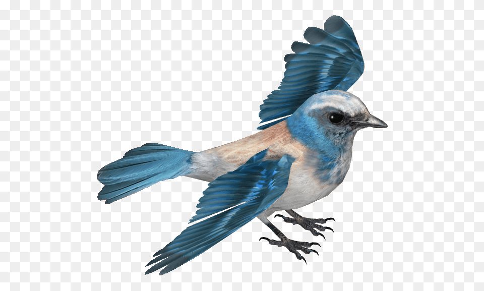 Image, Animal, Bird, Bluebird, Jay Free Transparent Png