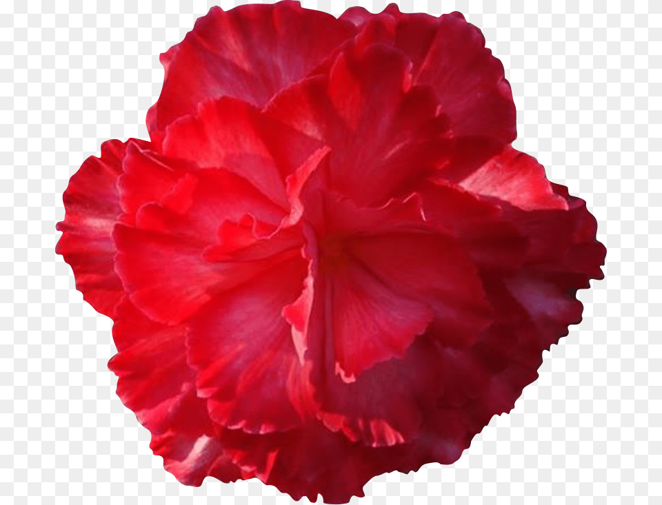 Image, Carnation, Flower, Petal, Plant Free Png