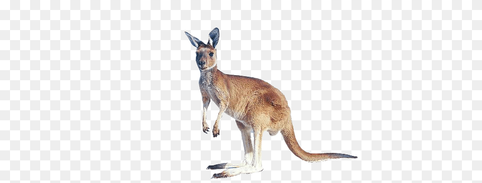 Image, Animal, Kangaroo, Mammal Free Png