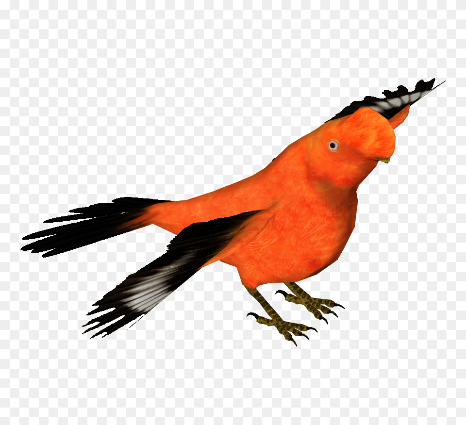 Image, Animal, Beak, Bird, Finch Png