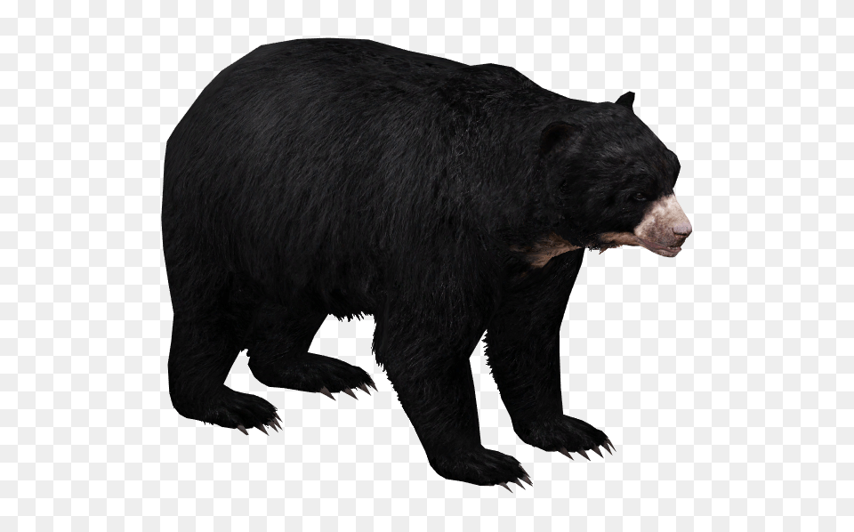 Image, Animal, Bear, Mammal, Wildlife Free Png