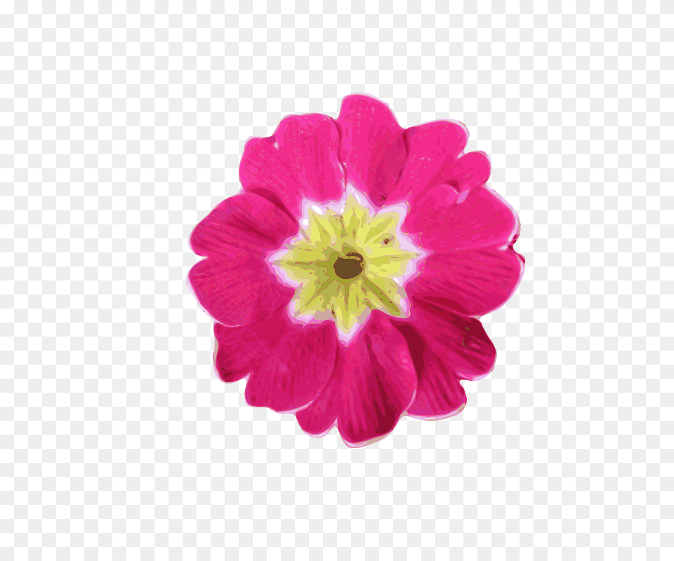 Image, Anemone, Anther, Flower, Geranium Png