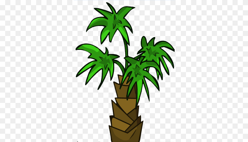 Palm Tree, Plant, Tree, Leaf Png Image