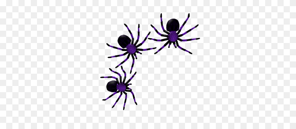 Purple, Animal, Invertebrate, Spider Png Image