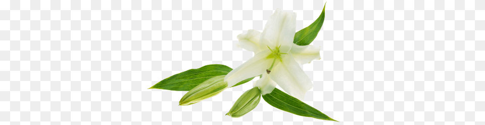 Image, Flower, Plant, Lily, Leaf Free Transparent Png