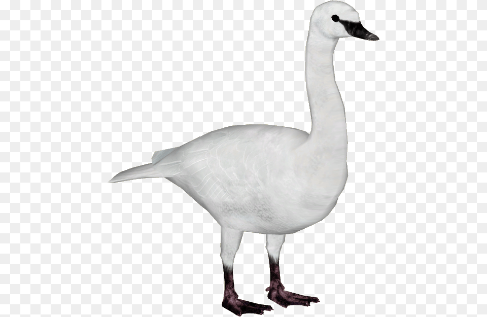 Image, Animal, Bird, Goose, Waterfowl Free Png