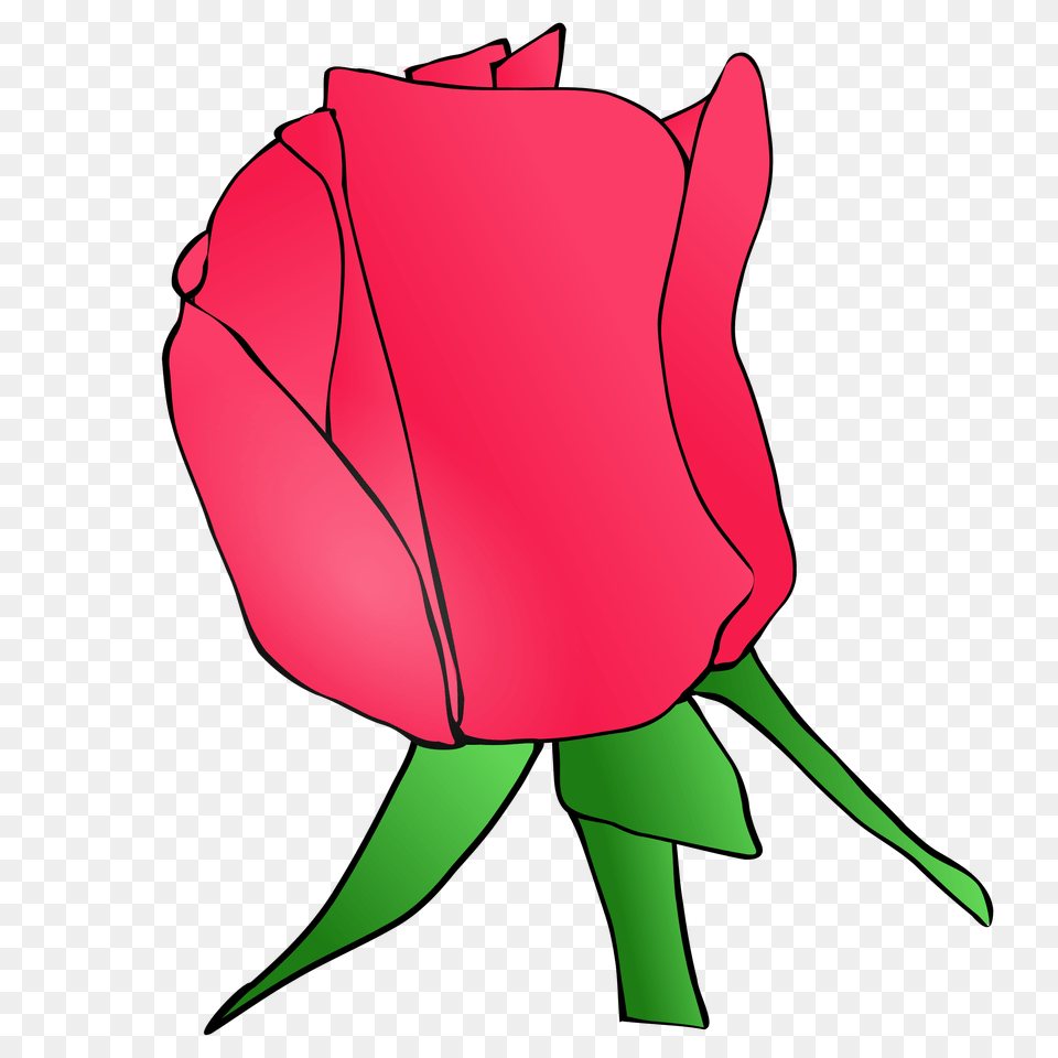 Image, Flower, Plant, Rose, Adult Free Png Download