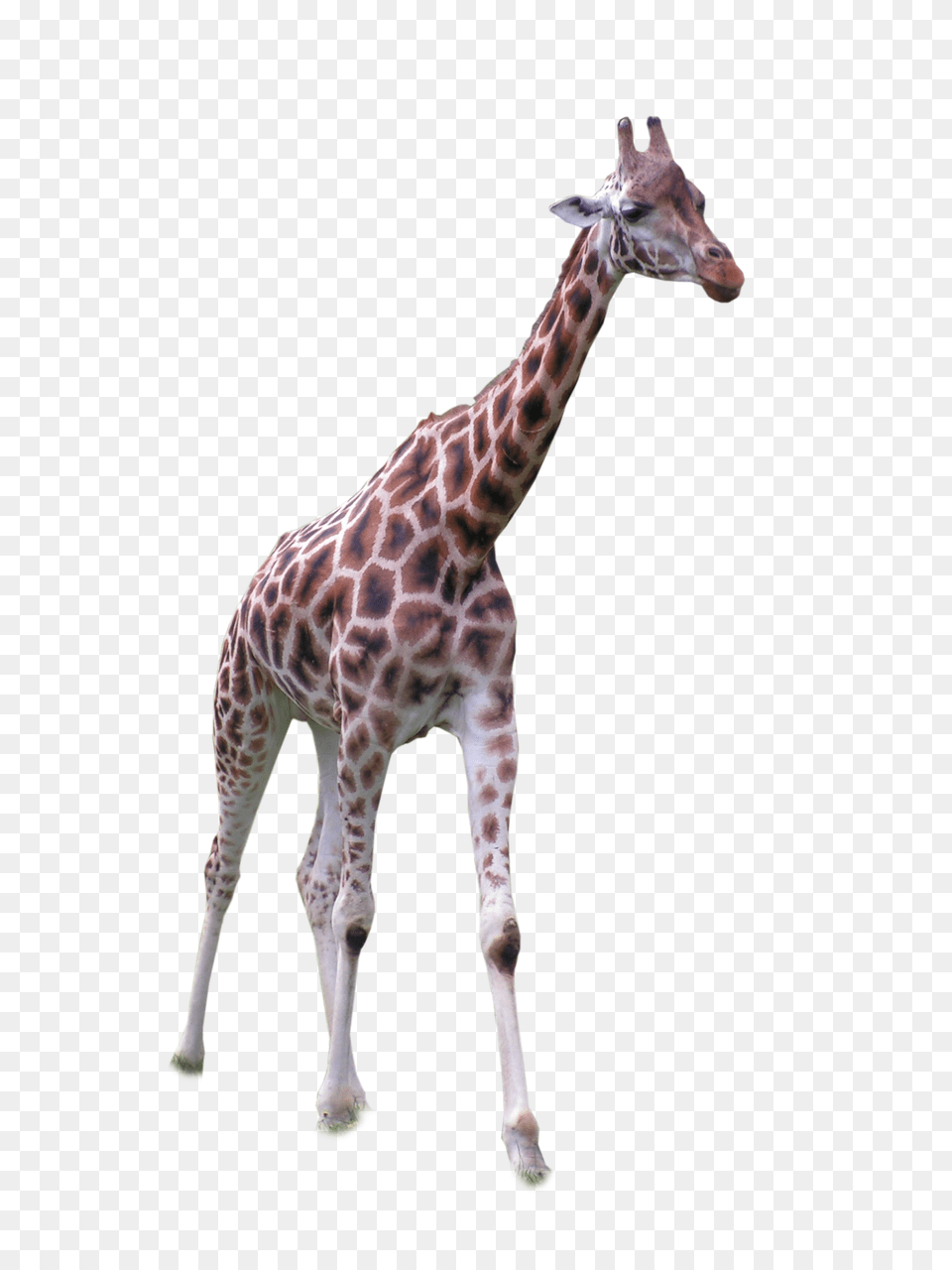 Image, Animal, Giraffe, Mammal, Wildlife Png