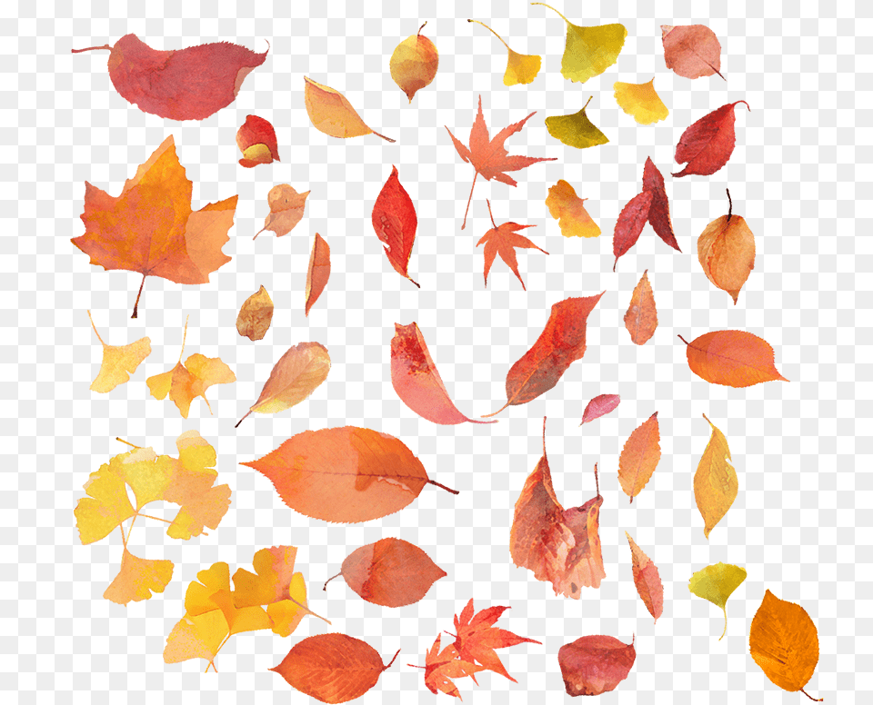 Image, Leaf, Plant, Tree, Maple Free Transparent Png