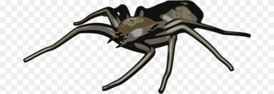 Image, Animal, Invertebrate, Spider Free Png Download