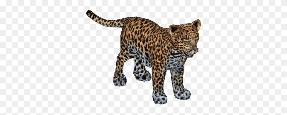 Image, Animal, Mammal, Panther, Wildlife Free Png